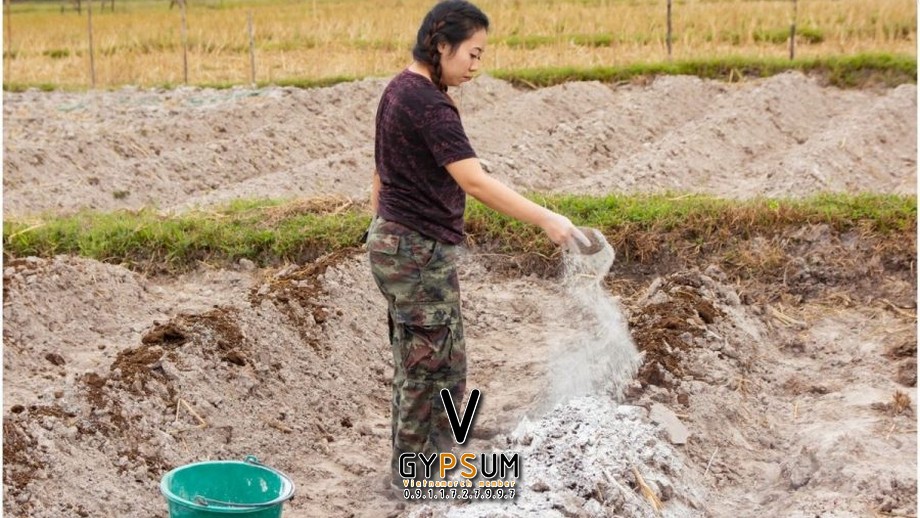 Vôi tôi và vôi sống đều có thể dùng để khử chua đất